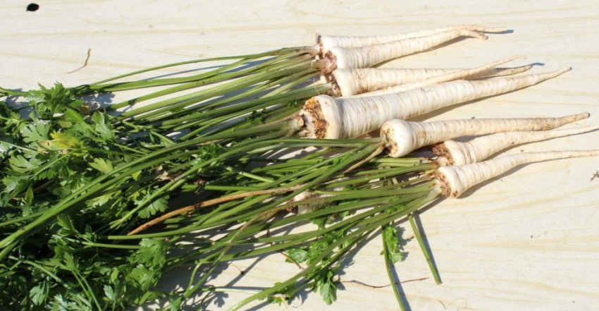 Голок Голок