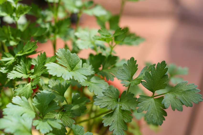 Петрушка Петрушка