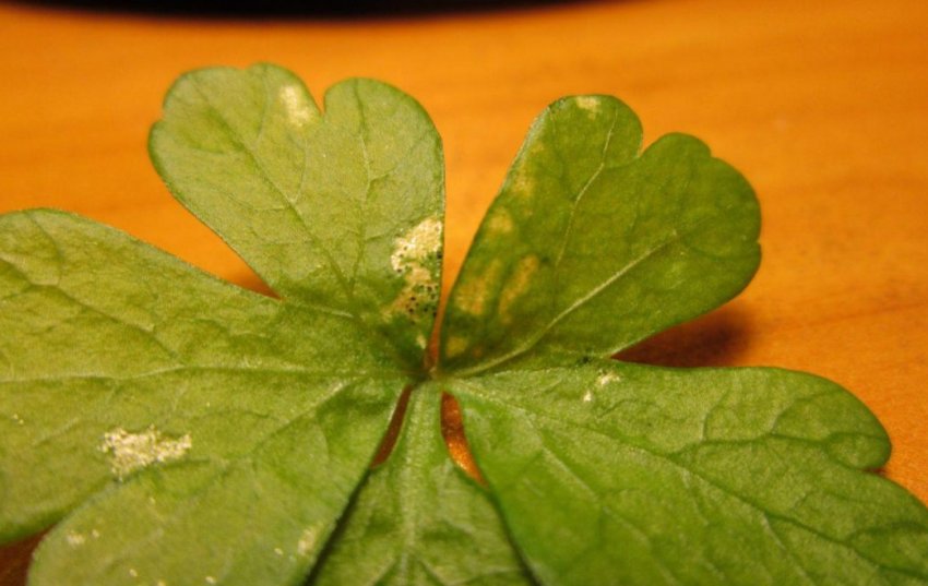 Септоріоз Септоріоз