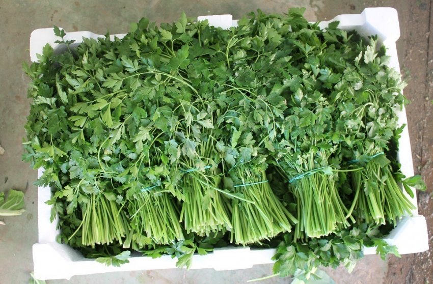 Петрушка Петрушка