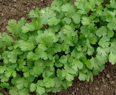 Особливості вирощування коріандру та догляду за ним у відкритому грунті