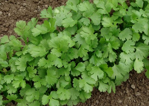 Особливості вирощування коріандру та догляду за ним у відкритому грунті