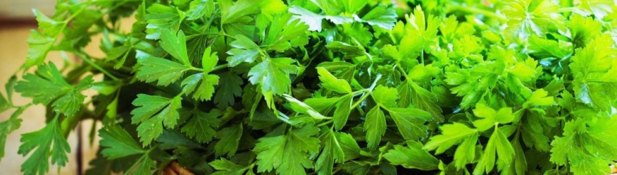 Як зробити і застосовувати лосьйон з петрушки для обличчя