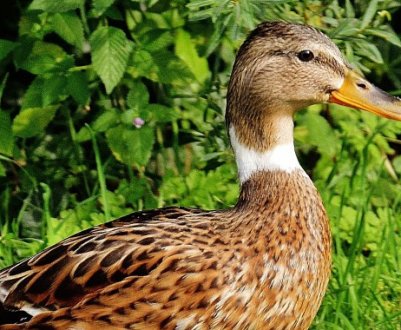 Чи можна годувати качок кабачками?