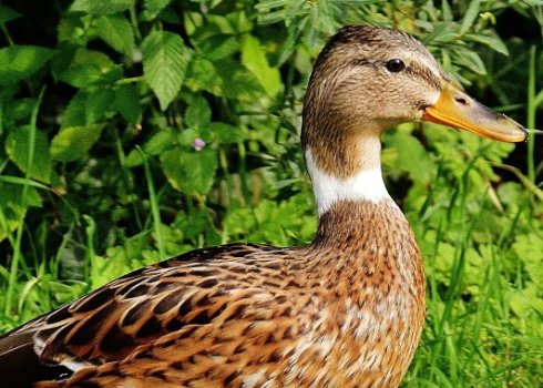 Чи можна годувати качок кабачками?