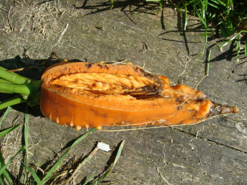 Морква тріскається на грядці