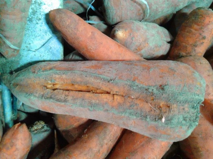 Тріснута моркву