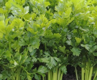 Як правильно виростити селера в домашніх умовах на підвіконні