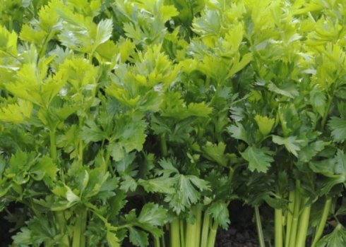 Як правильно виростити селера в домашніх умовах на підвіконні