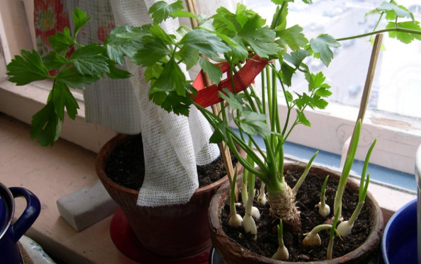 Как выращивать сельдерей в домашних условиях?