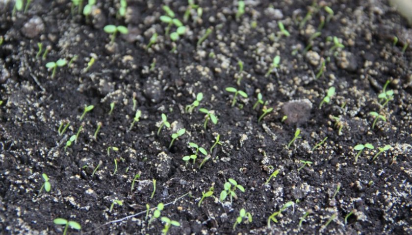 Можно ли выращивать сельдерей в домашних условиях?