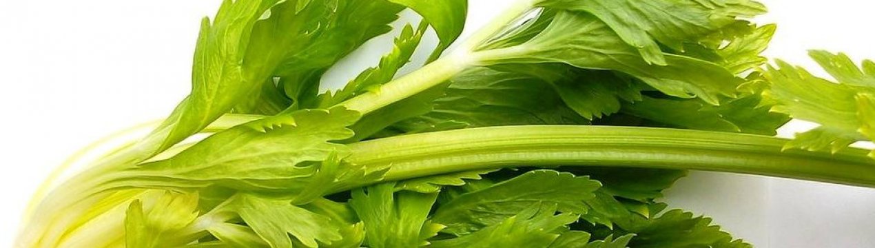 Селера: чим корисний, як є і застосовувати в лікувальних цілях