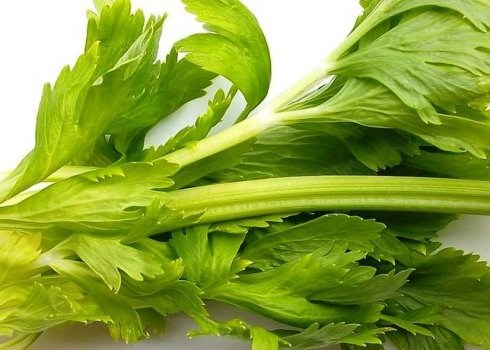 Селера: чим корисний, як є і застосовувати в лікувальних цілях