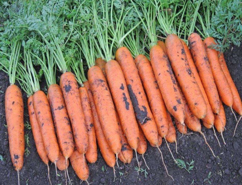 Морква Бангор