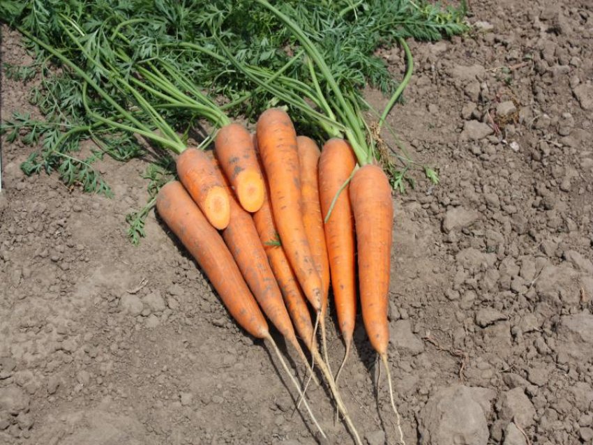 Морква Лагуна