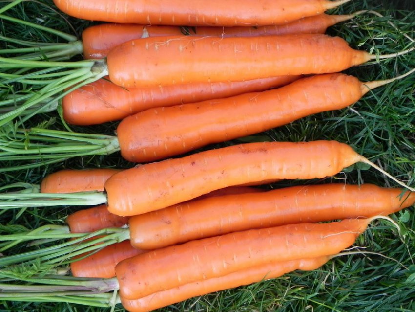 Морковь семена лучшие сорта для открытого. Морковь сорт Тушон. Семена. Морковь "Тушон". Сорт моркови Флаккоро. Морковь Тушон 2гр/20.