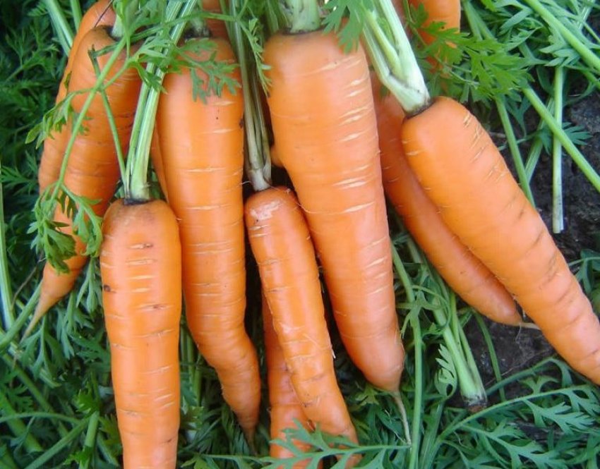 Морква Віта Лонга