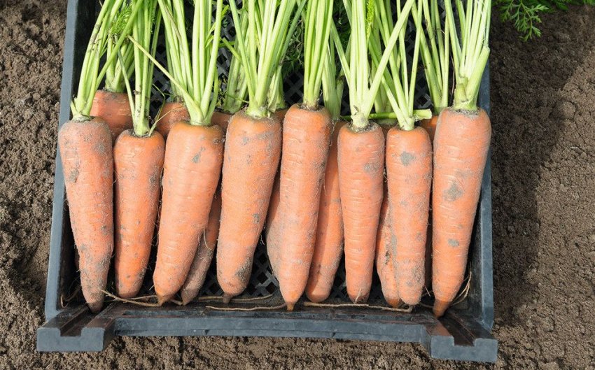 Моркви Канада F1