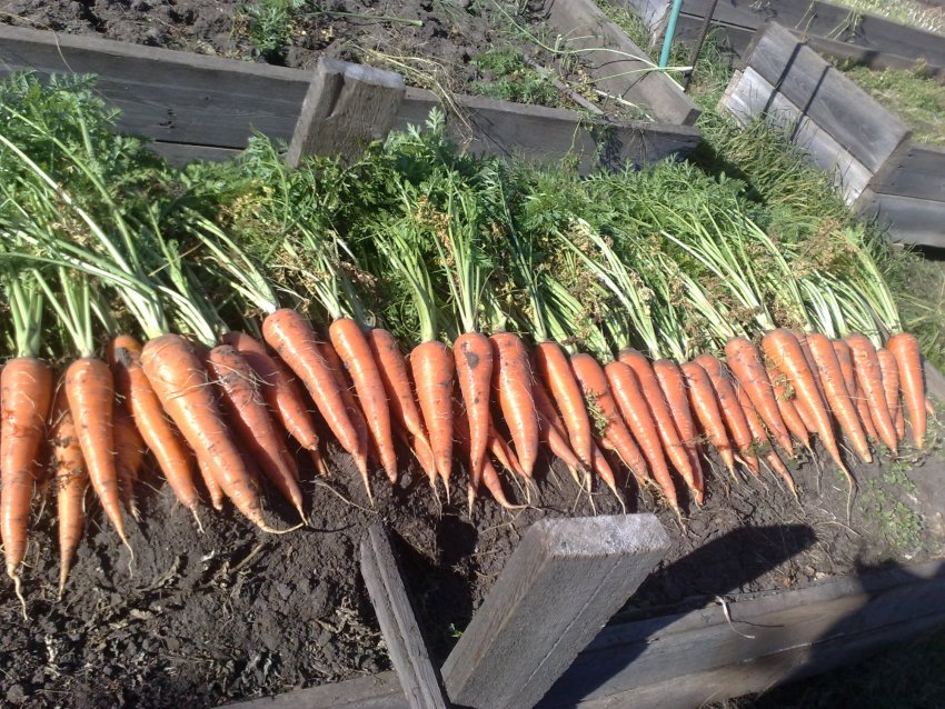 Морква Російська розмір