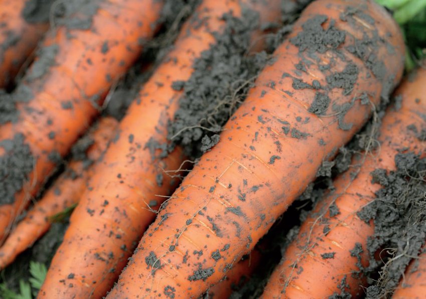 Морква Каротан