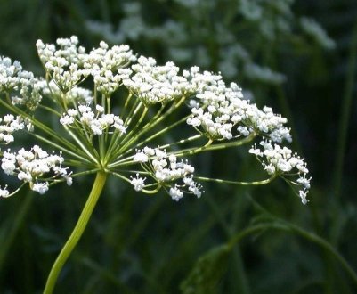 Що таке аніс і які його особливості?