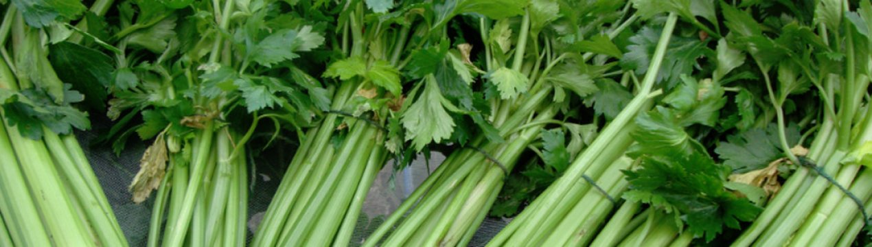 Застосування черешкової селери