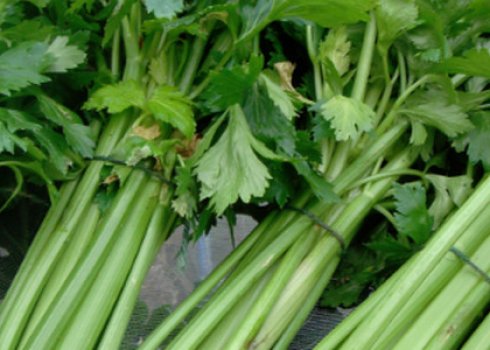 Застосування черешкової селери