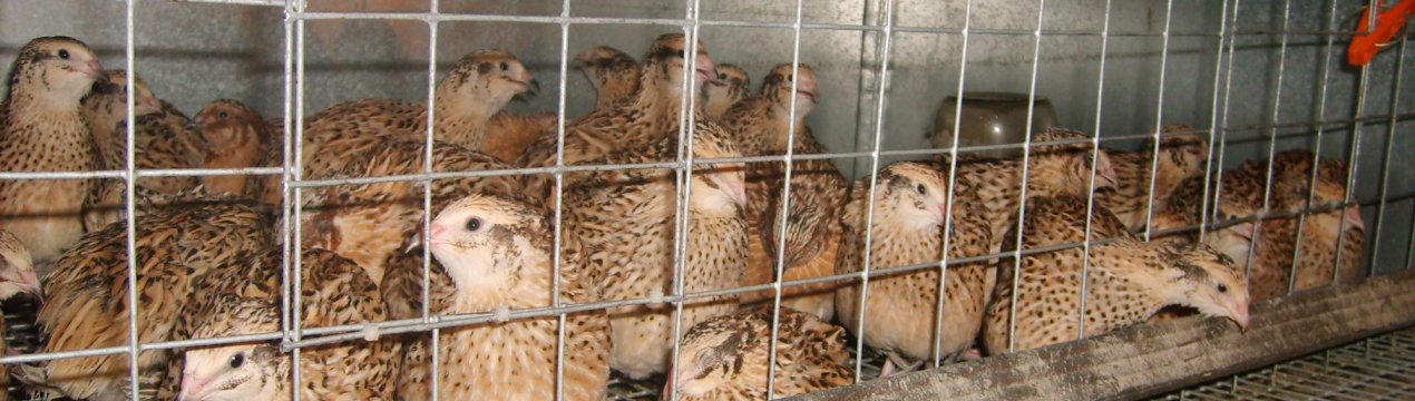 Ніпельні поїлки для перепілок: як зробити і своїми руками