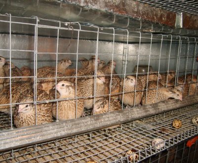 Ніпельні поїлки для перепілок: як зробити і своїми руками