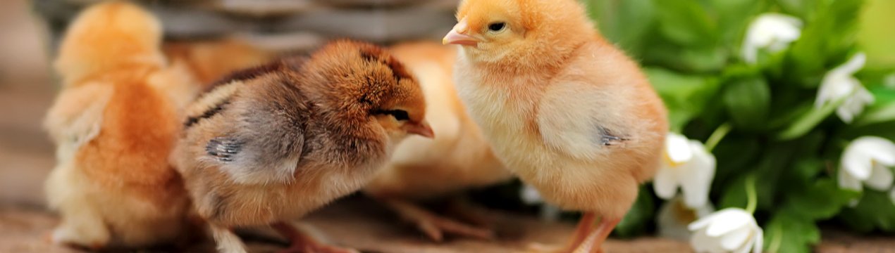 Уральських курчат зігріє «фальшиве сонце»