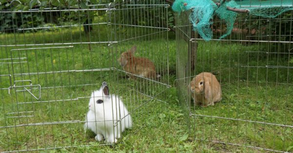 Вольер для кроликов содержание выращивание