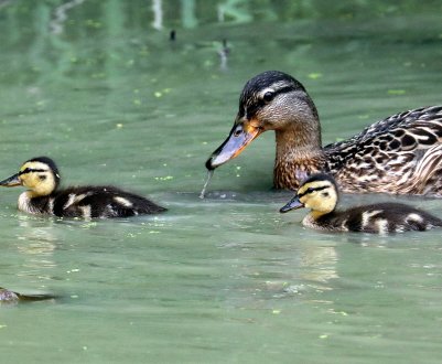 Калузький фермер врятував диких качок від голодної смерті