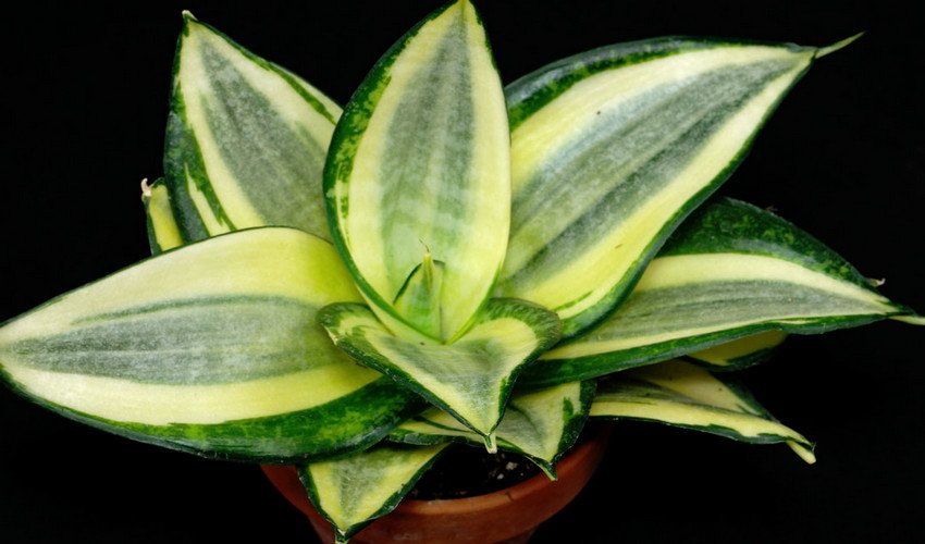 Голден Ханні