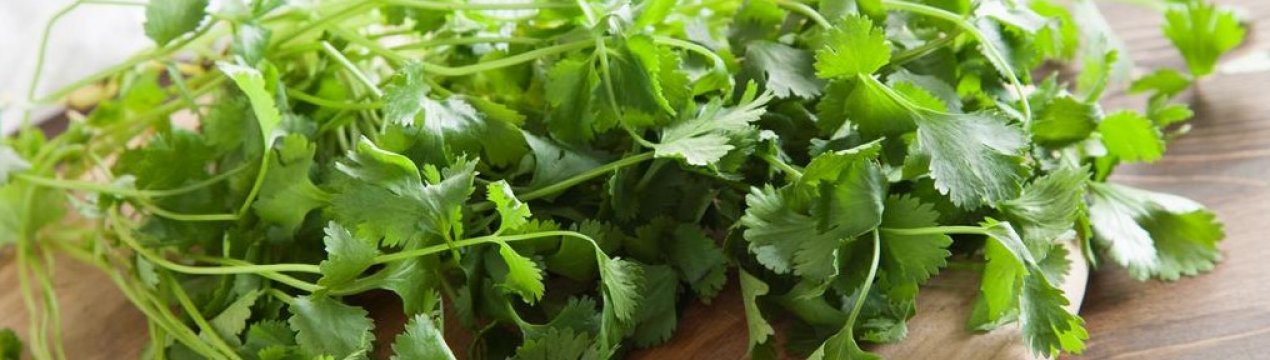 Способи зберігання кінзи на зиму в домашніх умовах