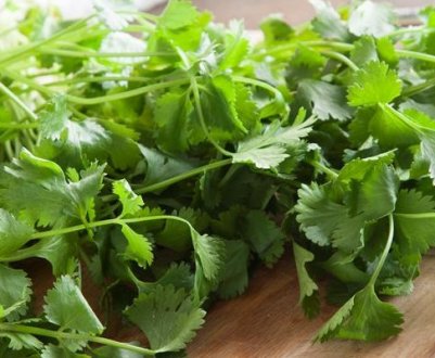 Способи зберігання кінзи на зиму в домашніх умовах