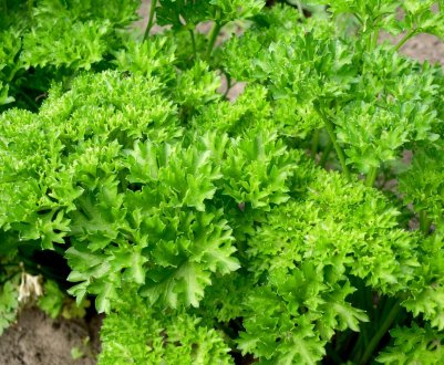 Використання петрушки від набряків під очима