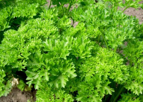 Використання петрушки від набряків під очима