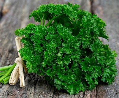 Користь і шкода кучерявою петрушки