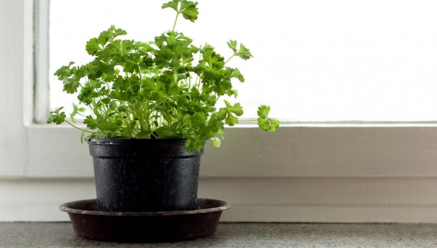 Петрушка на підвіконні
