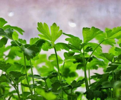 Як виростити петрушку на підвіконні з насіння?