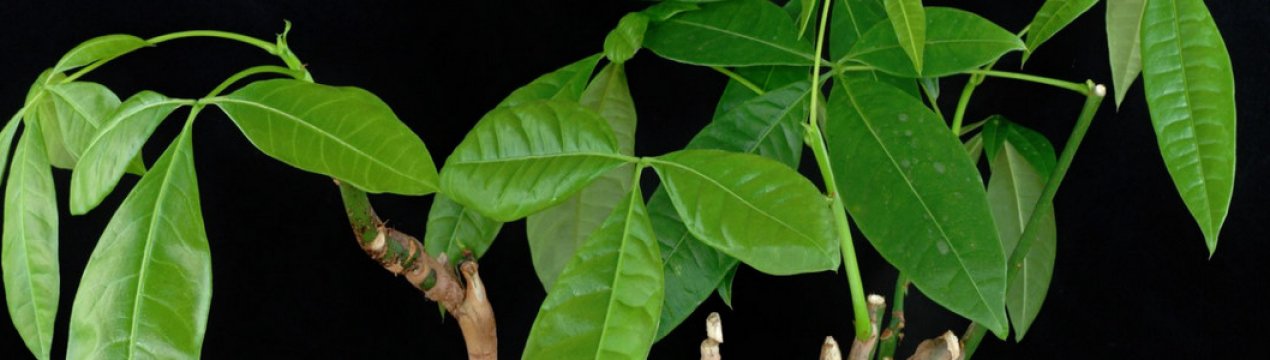 Пахіра акватіка (водна): опис і розмноження кімнатної рослини