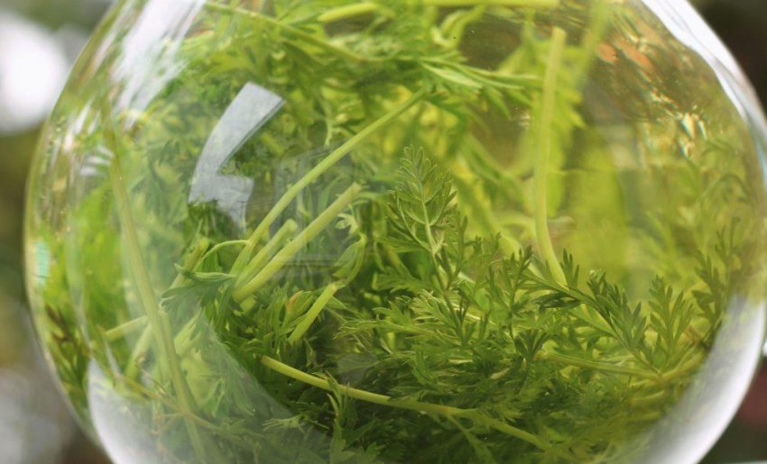 Чай з морквяної бадилля