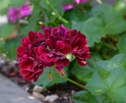 Як правильно використовувати йод для добрива герані