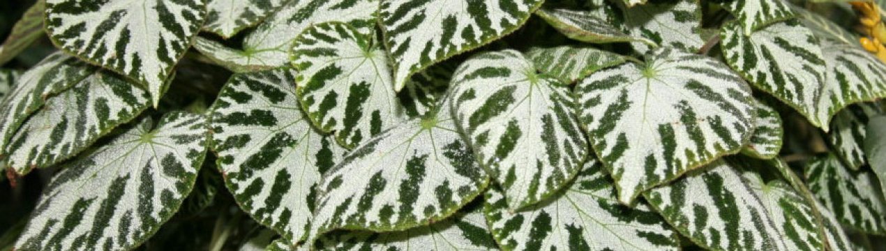 Бегонія імператорська: догляд та особливості розмноження