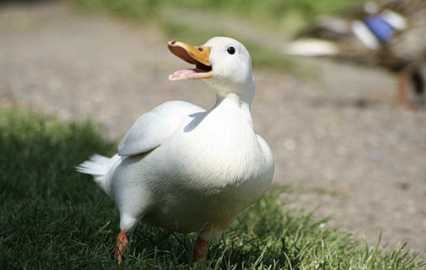 Пекінська качка