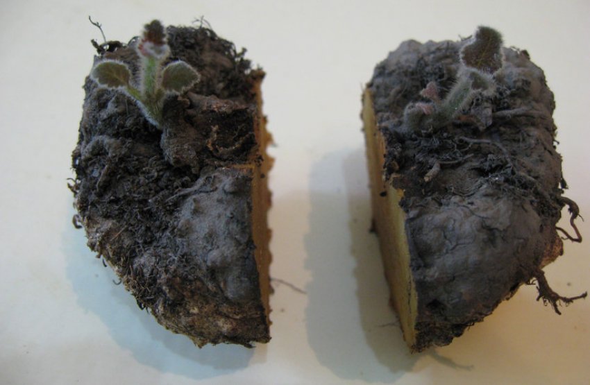 Розмноження поділом бульби Розмноження поділом бульби