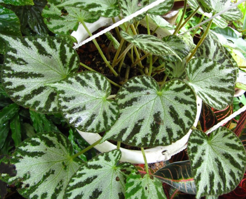 Бегонія імператорська Бегонія імператорська