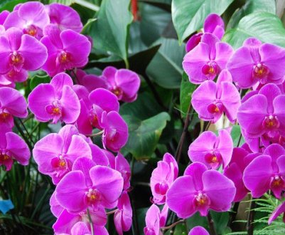 Самі красиві орхідеї в світі