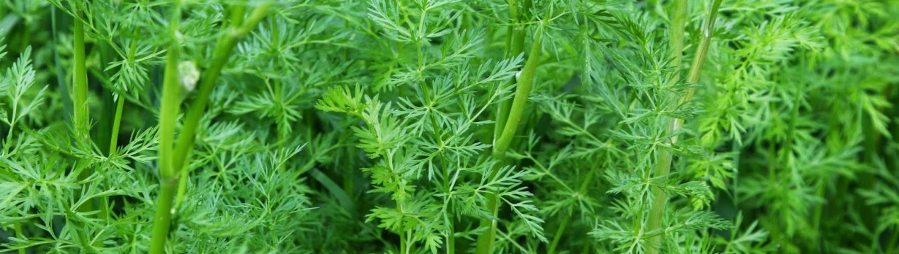 Користь і шкода кмину для шлунка і кишечника