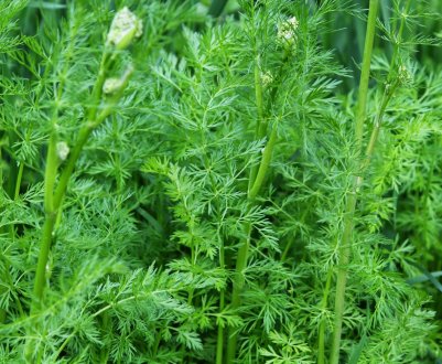 Користь і шкода кмину для шлунка і кишечника